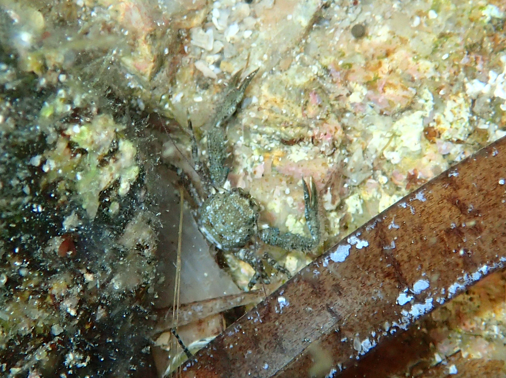 Pisidia longimana