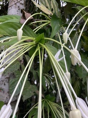 Posoqueria