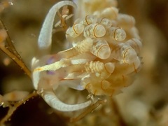 Nanuca occidentalis image