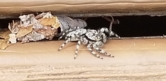 Platycryptus undatus