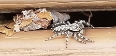 Platycryptus undatus