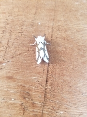 Euerythra phasma