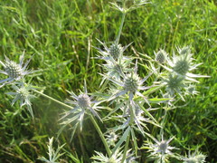 Eryngium hookeri