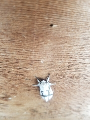 Euerythra phasma