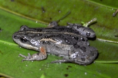 Cacosternum australis