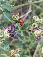Harmonia axyridis