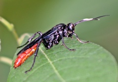 Protichneumon