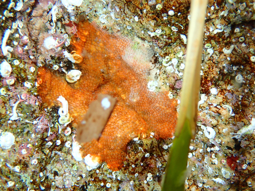Schizoporella dunkeri