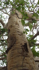 Sapium argutum
