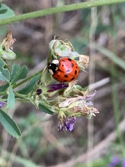 Harmonia axyridis