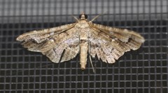 Merodictya marmorata