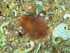 Ascidia mentula
