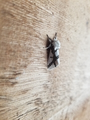 Euerythra phasma