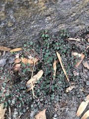 Anisophyllum