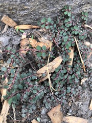 Anisophyllum