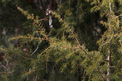 Juniperus rigida
