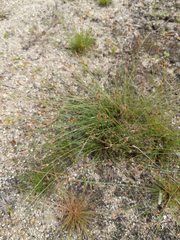 Bulbostylis capillaris