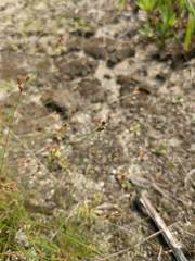 Bulbostylis capillaris