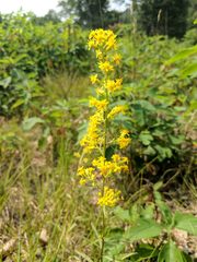 Solidago speciosa jejunifolia
