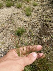 Bulbostylis capillaris