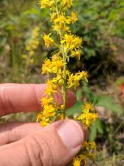 Solidago speciosa jejunifolia