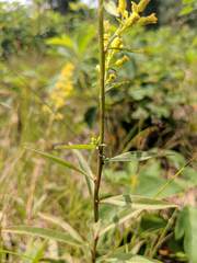 Solidago speciosa jejunifolia