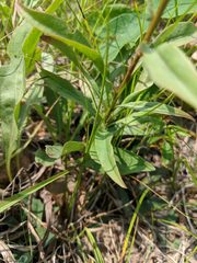 Solidago speciosa jejunifolia