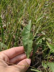 Solidago speciosa jejunifolia