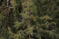 Juniperus rigida