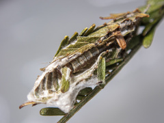 Macrobathra nephelomorpha