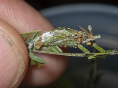 Macrobathra nephelomorpha