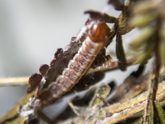 Macrobathra nephelomorpha