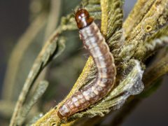 Macrobathra nephelomorpha