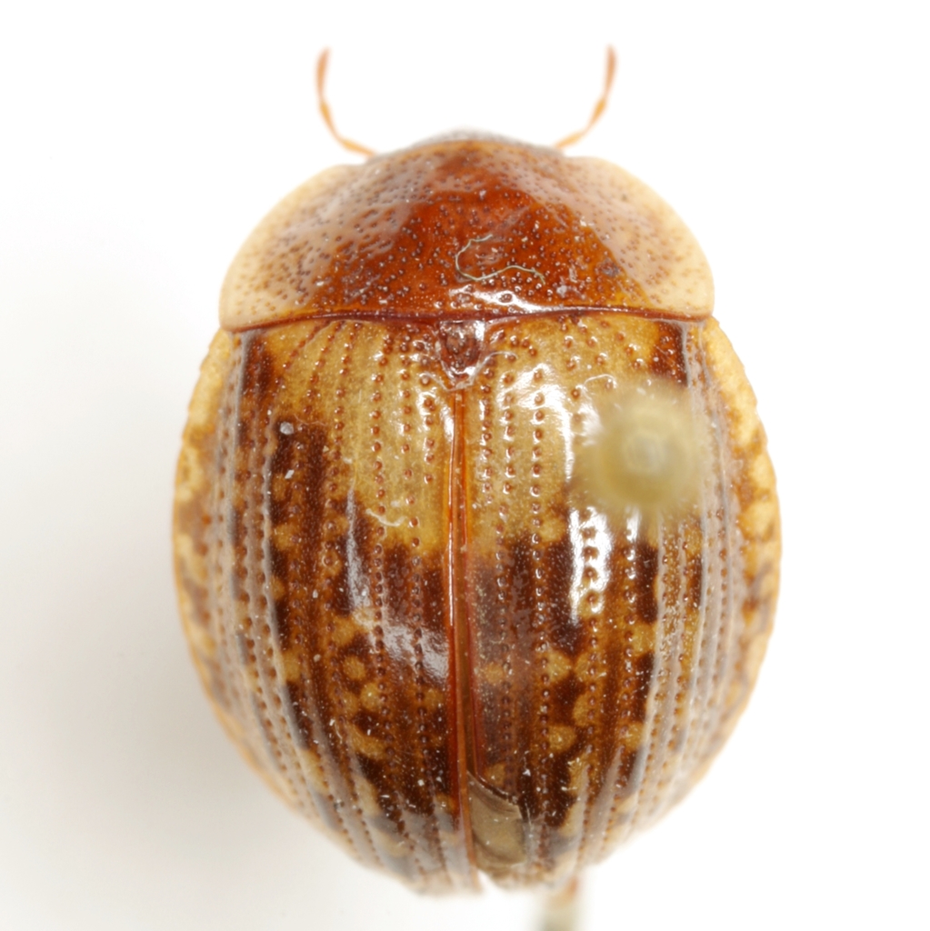 Checkered Water Beetle