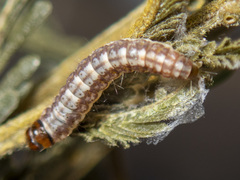 Macrobathra nephelomorpha