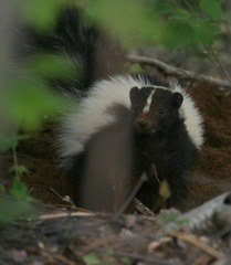 Mephitis mephitis nigra