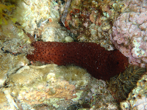 Holothuria sanctori