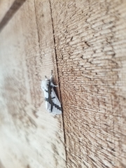 Euerythra phasma