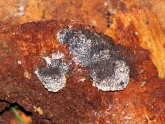 Hypomyces xyloboli