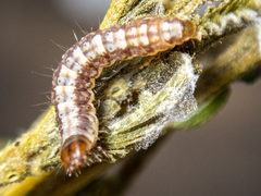 Macrobathra nephelomorpha