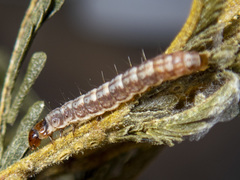 Macrobathra nephelomorpha