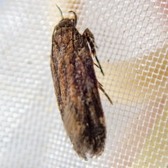 Macrobathra nephelomorpha