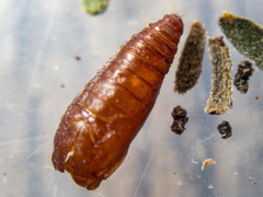 Macrobathra nephelomorpha