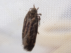 Macrobathra nephelomorpha