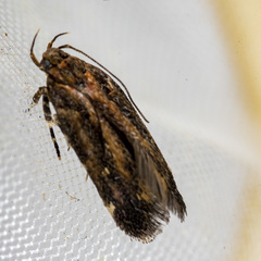 Macrobathra nephelomorpha