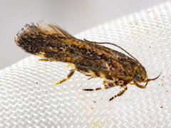 Macrobathra nephelomorpha