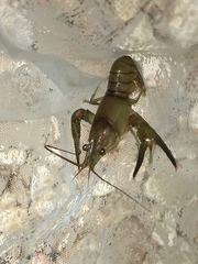 Faxonius longidigitus