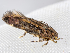 Macrobathra nephelomorpha