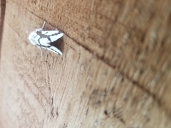 Euerythra phasma