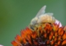 Apis mellifera
